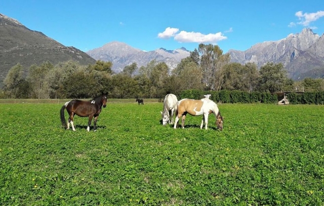  hábitat natural para caballos 